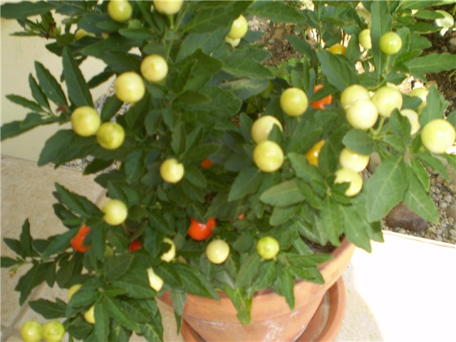 solanum